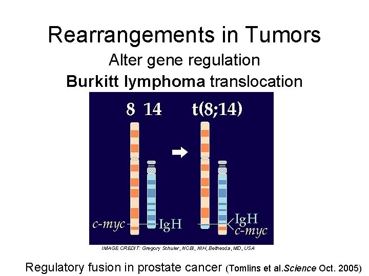 Rearrangements in Tumors Alter gene regulation Burkitt lymphoma translocation IMAGE CREDIT: Gregory Schuler, NCBI,