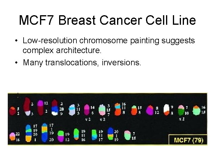 MCF 7 Breast Cancer Cell Line • Low-resolution chromosome painting suggests complex architecture. •