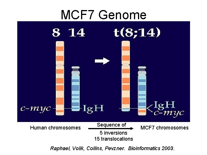 MCF 7 Genome Human chromosomes Sequence of 5 inversions 15 translocations MCF 7 chromosomes