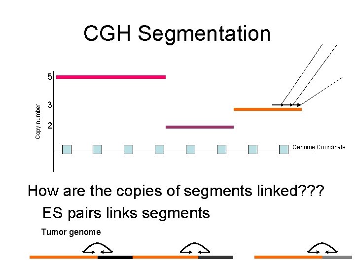 CGH Segmentation Copy number 5 3 2 Genome Coordinate How are the copies of