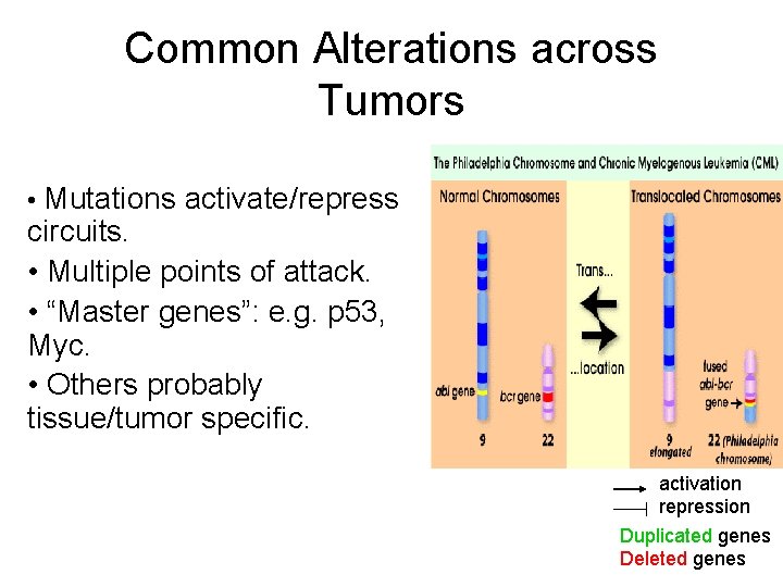 Common Alterations across Tumors • Mutations activate/repress circuits. • Multiple points of attack. •