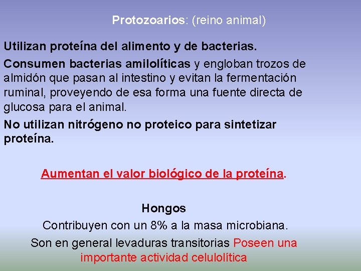 Protozoarios: (reino animal) Utilizan proteína del alimento y de bacterias. Consumen bacterias amilolíticas y