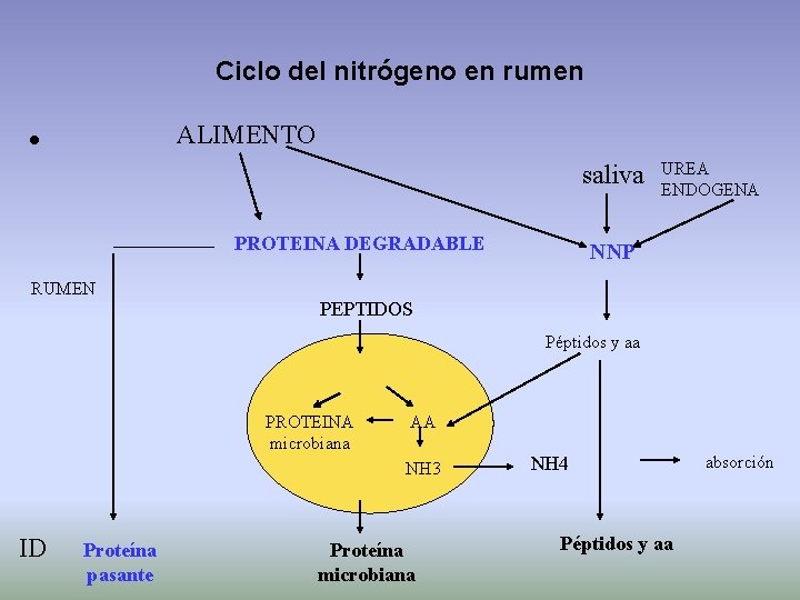 Ciclo del nitrógeno en rumen • ALIMENTO saliva PROTEINA DEGRADABLE RUMEN UREA ENDOGENA NNP