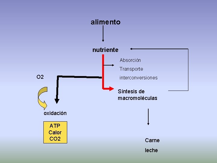 alimento nutriente Absorción Transporte O 2 interconversiones Síntesis de macromoléculas oxidación ATP Calor CO