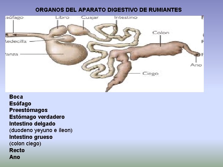 ORGANOS DEL APARATO DIGESTIVO DE RUMIANTES Boca Esófago Preestómagos Estómago verdadero Intestino delgado (duodeno