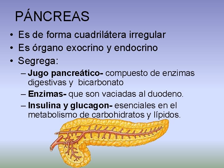 PÁNCREAS • Es de forma cuadrilátera irregular • Es órgano exocrino y endocrino •