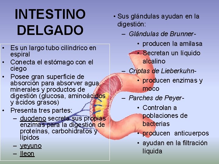 INTESTINO DELGADO • Sus glándulas ayudan en la digestión: – Glándulas de Brunner- •