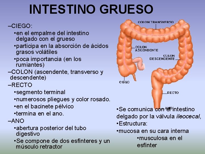 INTESTINO GRUESO –CIEGO: • en el empalme del intestino delgado con el grueso •