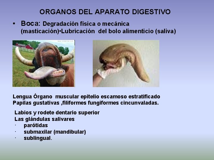 ORGANOS DEL APARATO DIGESTIVO • Boca: Degradación física o mecánica (masticación) • Lubricación del