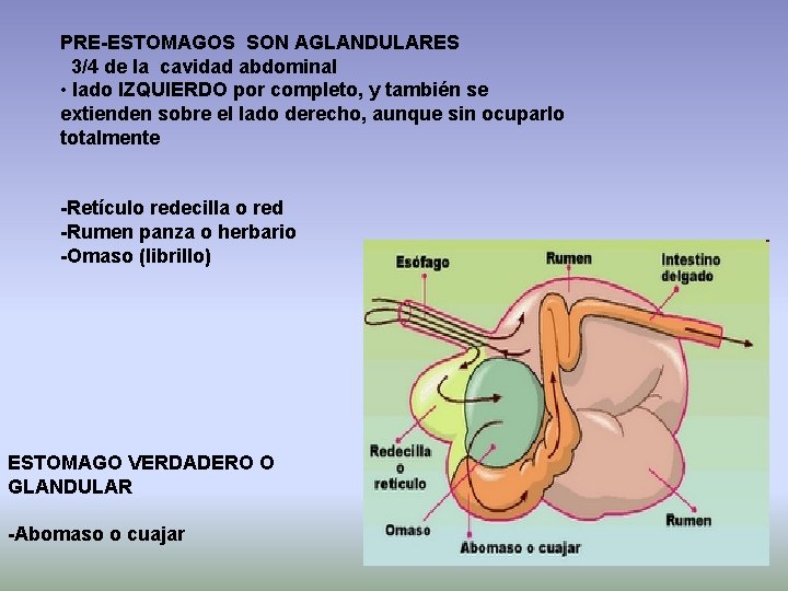 PRE-ESTOMAGOS SON AGLANDULARES 3/4 de la cavidad abdominal • lado IZQUIERDO por completo, y