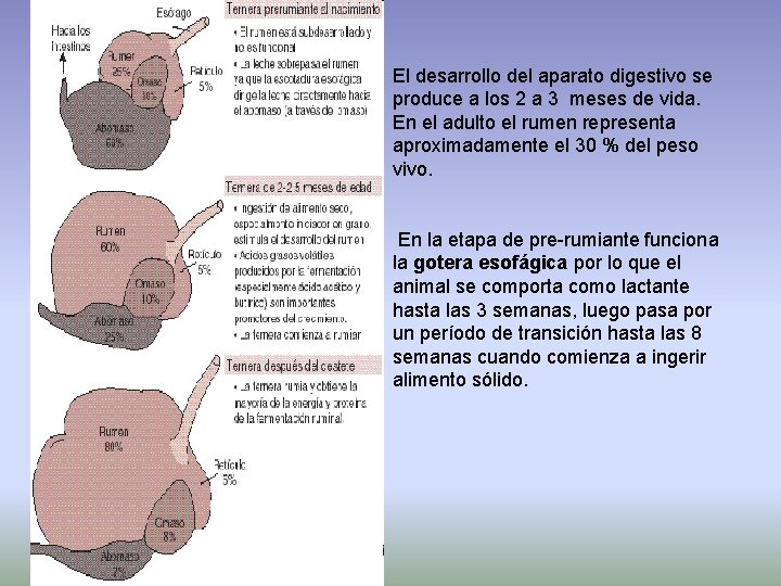 El desarrollo del aparato digestivo se produce a los 2 a 3 meses de