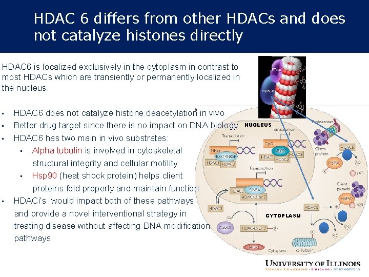 HDAC 6 differs from other HDACs and does not catalyze histones directly HDAC 6 HDAC 6 differs from other HDACs and does not catalyze histones directly HDAC 6