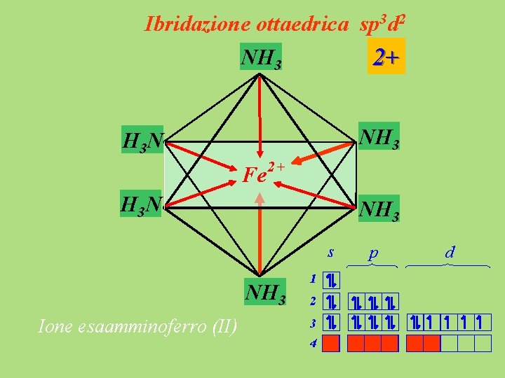 Ibridazione ottaedrica sp 3 d 2 NH 3 2+ NH 3 H 3 N