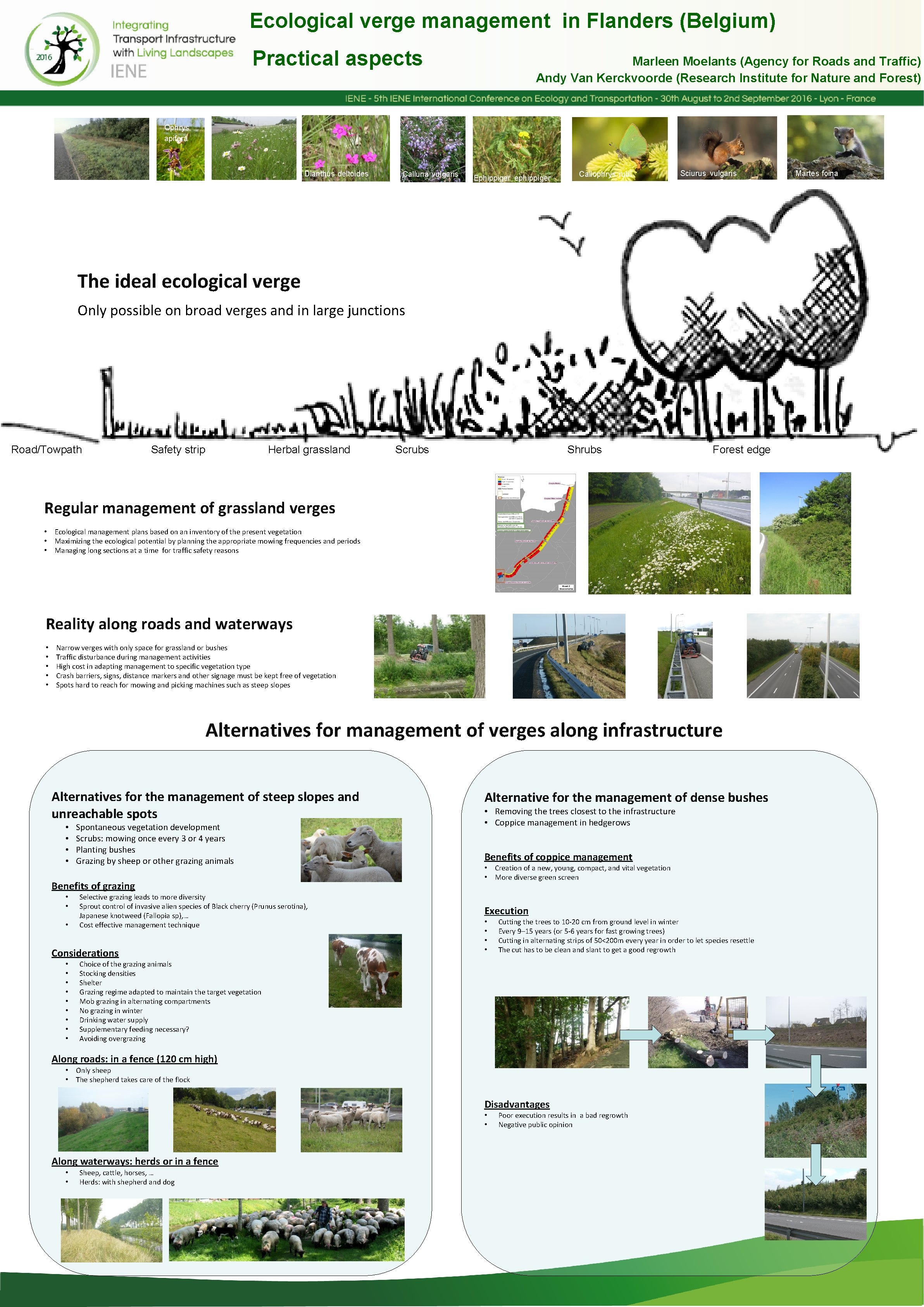 Ecological verge management in Flanders (Belgium) Practical aspects Marleen Moelants (Agency for Roads and