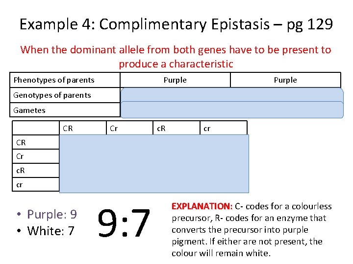 Example 4: Complimentary Epistasis – pg 129 When the dominant allele from both genes