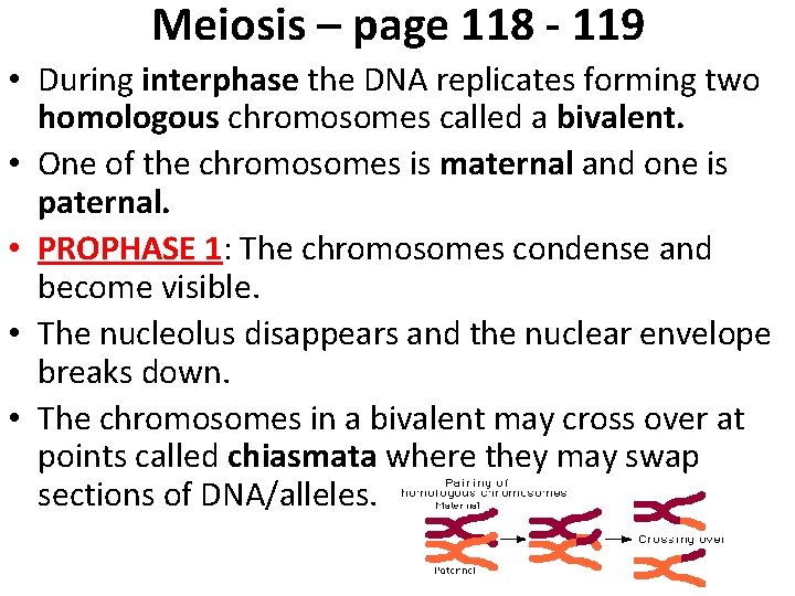Meiosis – page 118 - 119 • During interphase the DNA replicates forming two