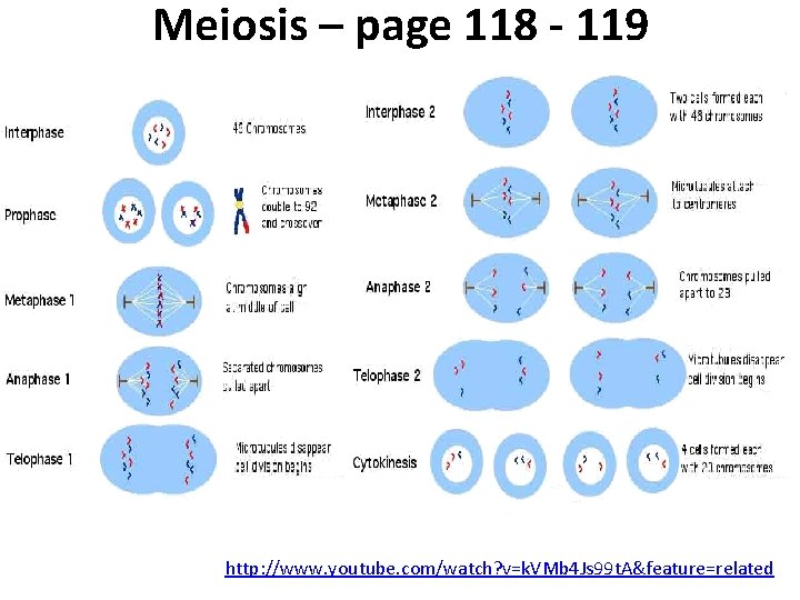 Meiosis – page 118 - 119 http: //www. youtube. com/watch? v=k. VMb 4 Js