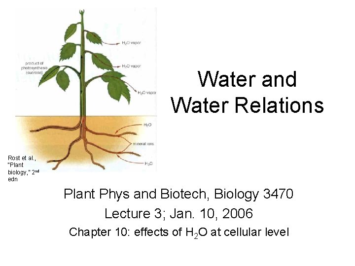Water and Water Relations Rost et al. , “Plant biology, ” 2 nd edn