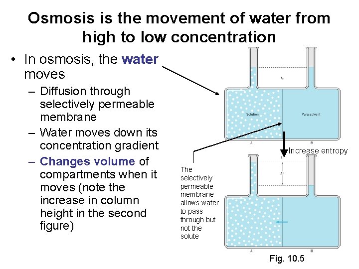 Osmosis is the movement of water from high to low concentration • In osmosis,