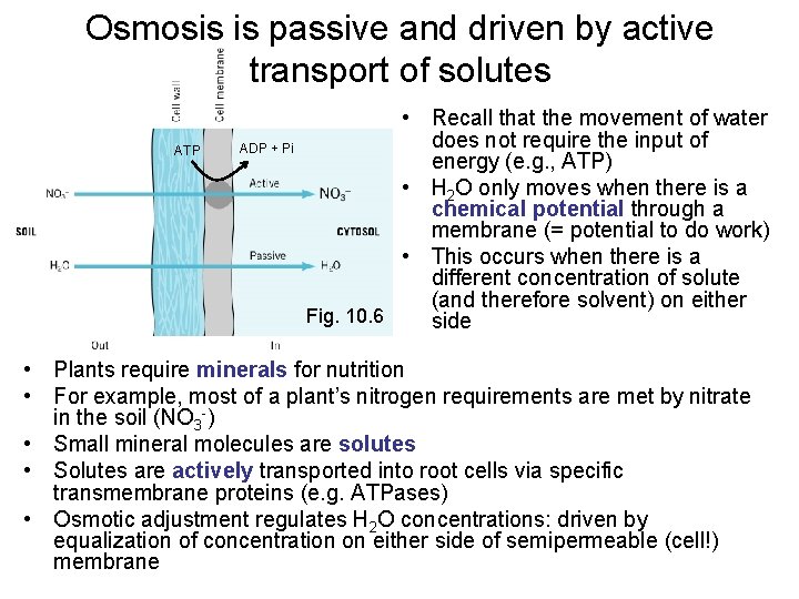 Osmosis is passive and driven by active transport of solutes ATP ADP + Pi