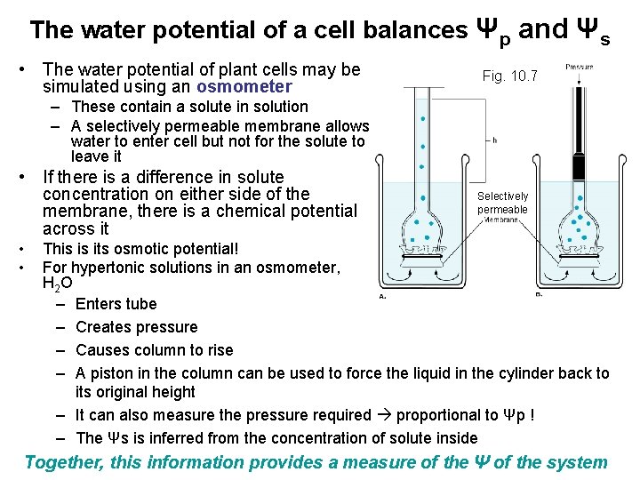 The water potential of a cell balances Ψp and Ψs • The water potential