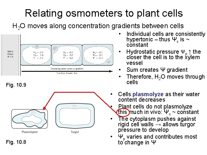 Relating osmometers to plant cells H 2 O moves along concentration gradients between cells