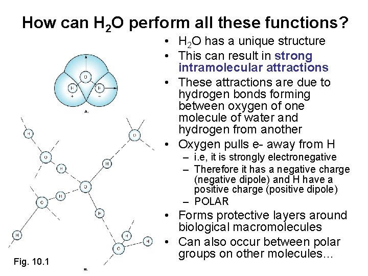 How can H 2 O perform all these functions? • H 2 O has