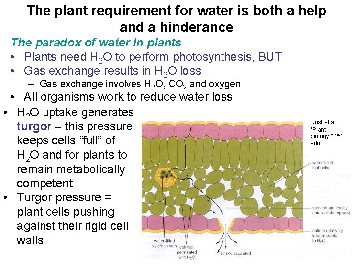 The plant requirement for water is both a help and a hinderance The paradox