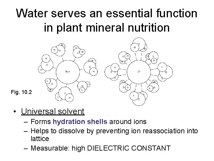 Water serves an essential function in plant mineral nutrition Fig. 10. 2 • Universal