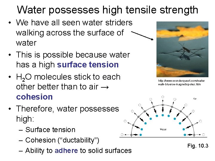 Water possesses high tensile strength • We have all seen water striders walking across