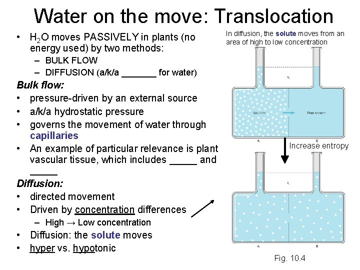 Water on the move: Translocation • H 2 O moves PASSIVELY in plants (no