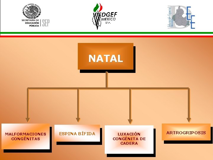 NATAL MALFORMACIONES CONGÉNITAS ESPINA BÍFIDA LUXACIÓN CONGÉNITA DE CADERA ARTROGRIPOSIS 