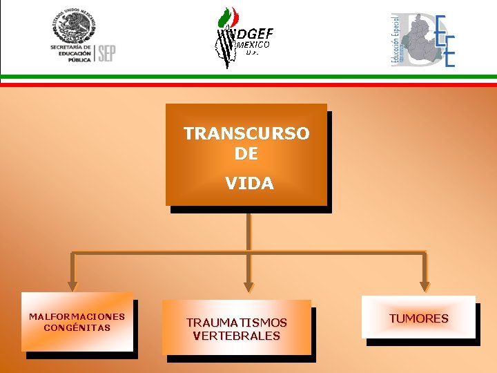 TRANSCURSO DE VIDA MALFORMACIONES CONGÉNITAS TRAUMATISMOS VERTEBRALES TUMORES 