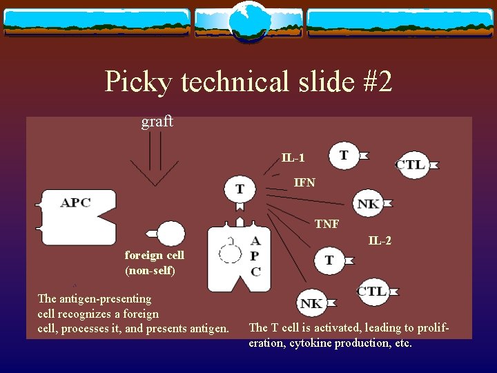 Picky technical slide #2 graft IL-1 IFN TNF IL-2 foreign cell (non-self) The antigen-presenting