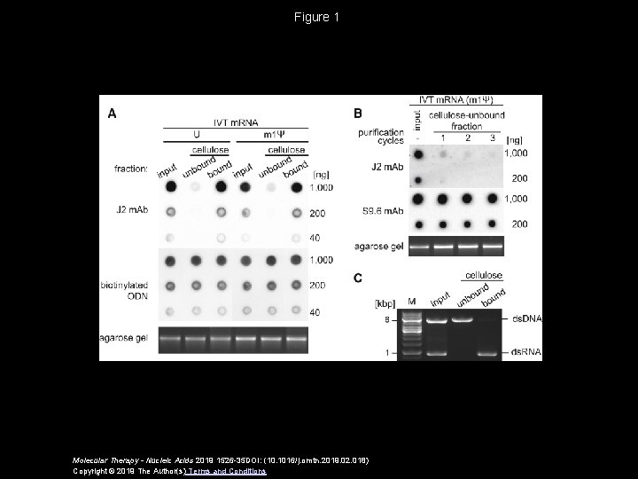 Figure 1 Molecular Therapy - Nucleic Acids 2019 1526 -35 DOI: (10. 1016/j. omtn.