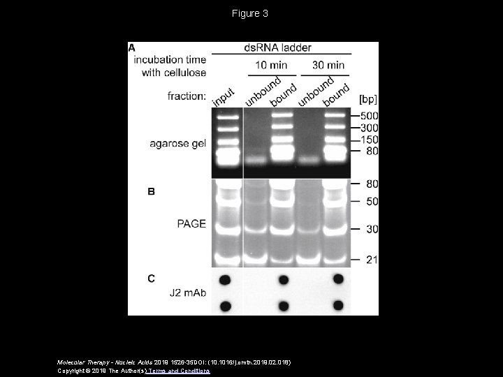 Figure 3 Molecular Therapy - Nucleic Acids 2019 1526 -35 DOI: (10. 1016/j. omtn.