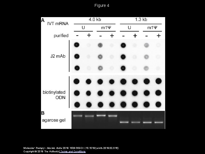 Figure 4 Molecular Therapy - Nucleic Acids 2019 1526 -35 DOI: (10. 1016/j. omtn.