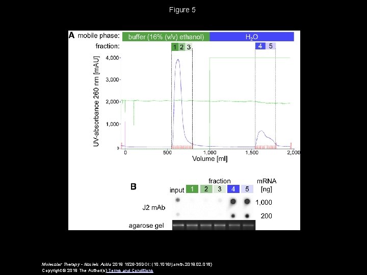 Figure 5 Molecular Therapy - Nucleic Acids 2019 1526 -35 DOI: (10. 1016/j. omtn.