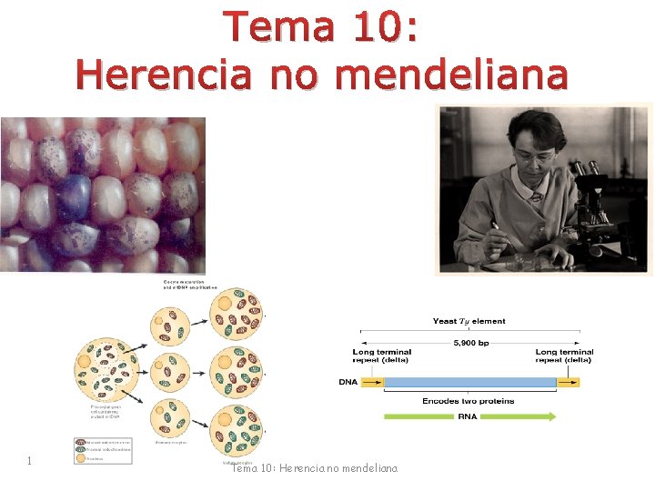 Tema 10: Herencia no mendeliana 1 Tema 10: Herencia no mendeliana 