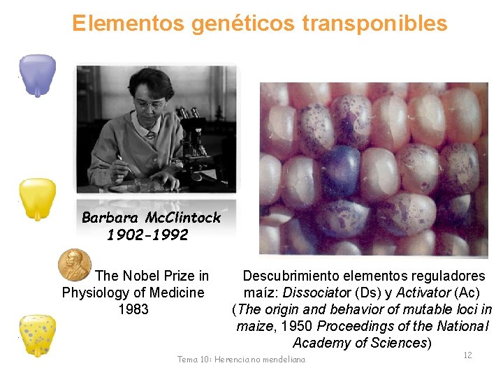Elementos genéticos transponibles Barbara Mc. Clintock 1902 -1992 The Nobel Prize in Descubrimiento elementos