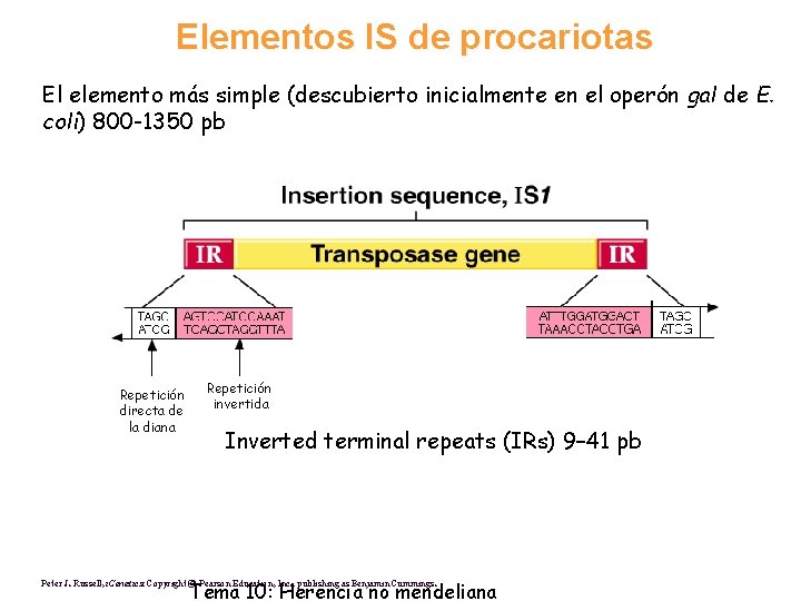 Elementos IS de procariotas El elemento más simple (descubierto inicialmente en el operón gal