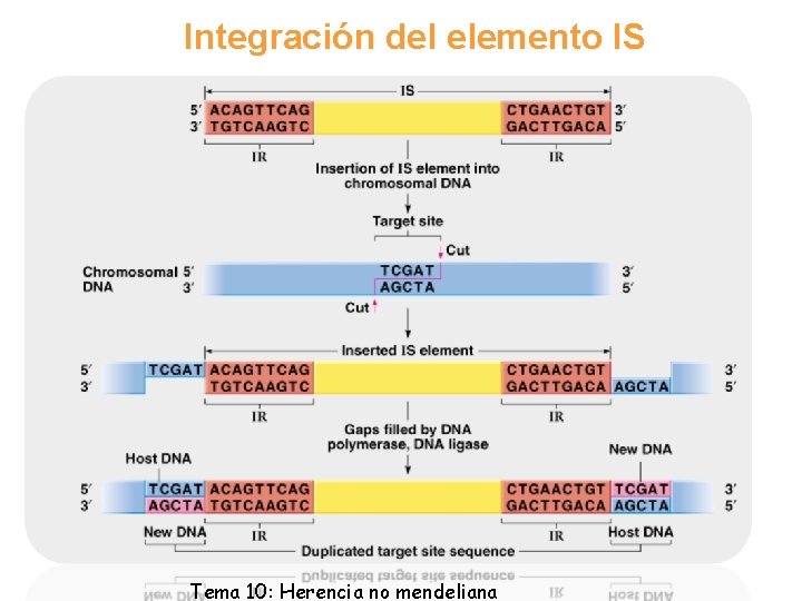 Integración del elemento IS Tema 10: Herencia no mendeliana 