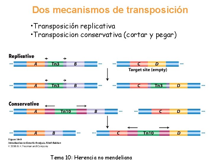 Dos mecanismos de transposición • Transposición replicativa • Transposicion conservativa (cortar y pegar) Tema