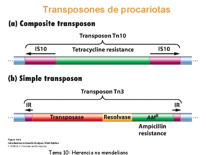 Transposones de procariotas Tema 10: Herencia no mendeliana 