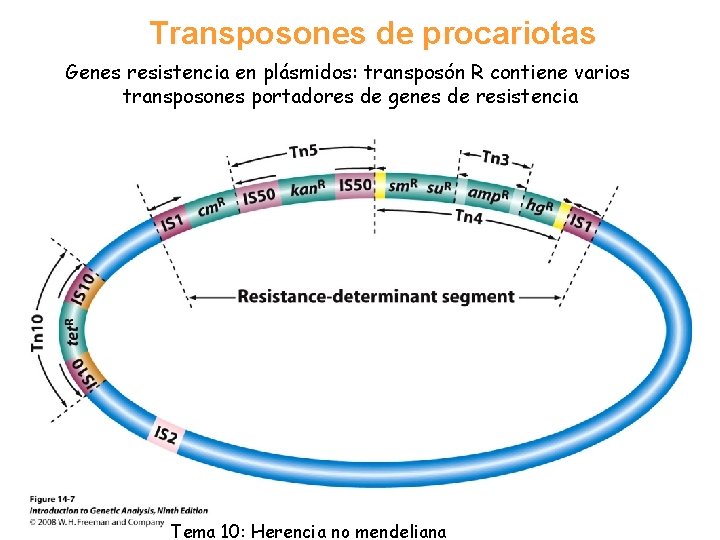 Transposones de procariotas Genes resistencia en plásmidos: transposón R contiene varios transposones portadores de