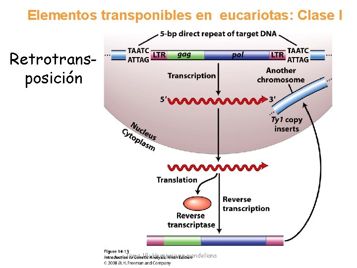 Elementos transponibles en eucariotas: Clase I Retrotransposición Tema 10: Herencia no mendeliana 19 