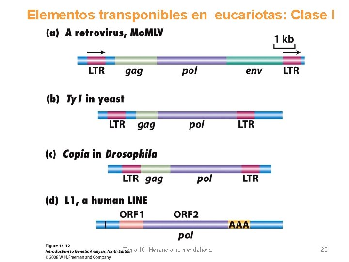 Elementos transponibles en eucariotas: Clase I Tema 10: Herencia no mendeliana 20 
