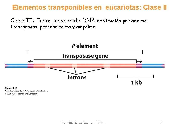 Elementos transponibles en eucariotas: Clase II: Transposones de DNA replicación por enzima transposasa, proceso