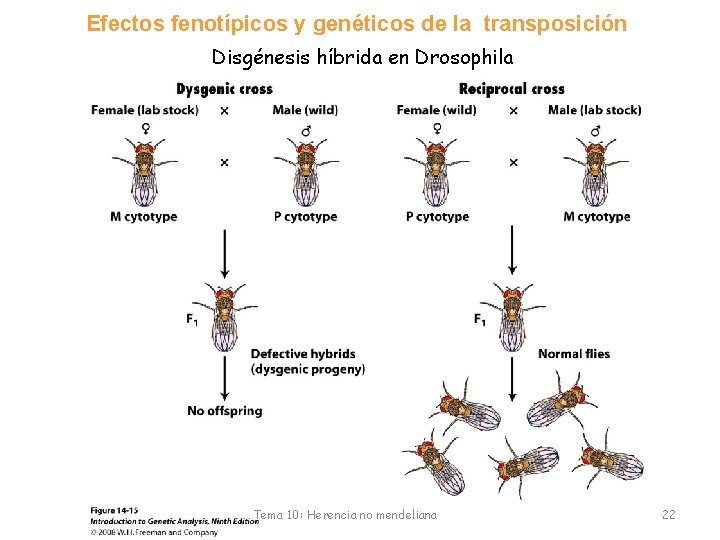 Efectos fenotípicos y genéticos de la transposición Disgénesis híbrida en Drosophila Tema 10: Herencia