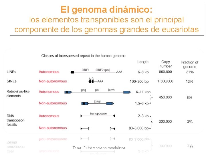El genoma dinámico: los elementos transponibles son el principal componente de los genomas grandes
